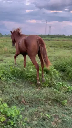 Wild mustang