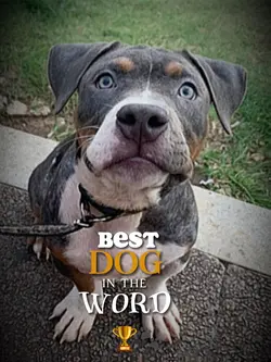 Pet ❤️🐾