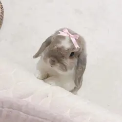 COQUETTE