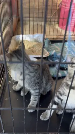 Crazy kitten🤪 