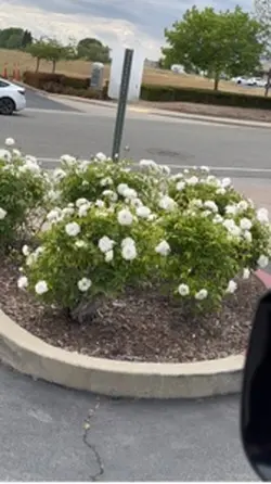 White Roses 🌹 