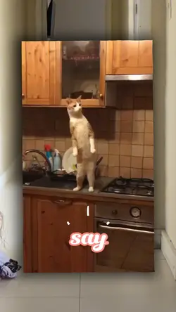 Shake It Off