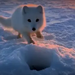 fox <3