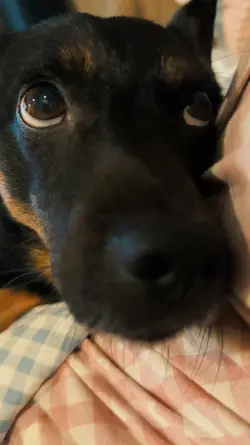 Doguinho