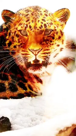 modelo animal 2