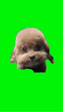 Chinese Rapping Dog