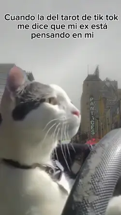 Gato