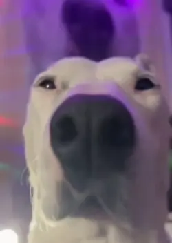 Dodododo dada