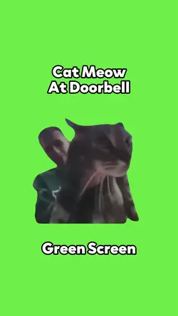 Cat Meow At Doorbell