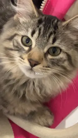 EVIL KITTY REY