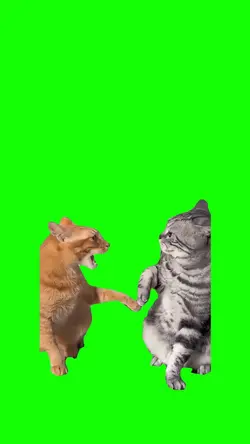 Cat argument
