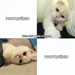 gato preto e branco