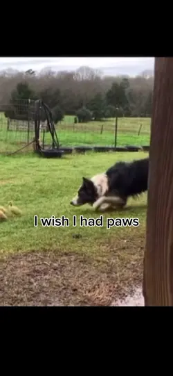 I wish I had paws..