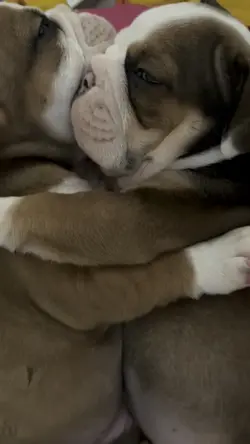 Puppy hug