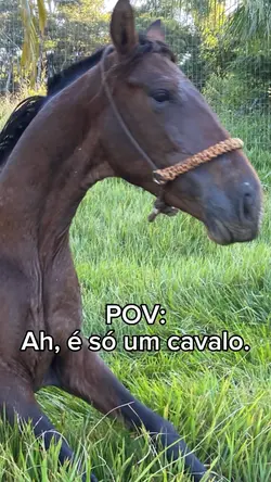 Pov: é só um cavalo 