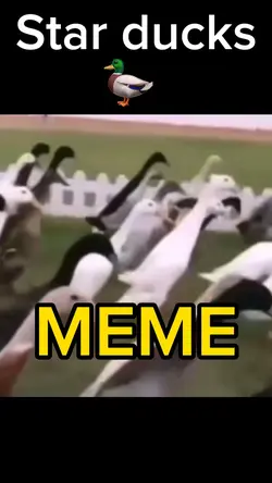 Star Wars with ducks