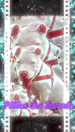 Pitties On Parade 