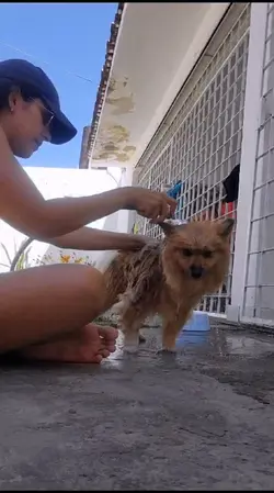 Vida de cão