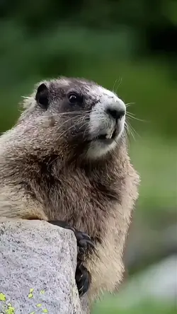 IVAN