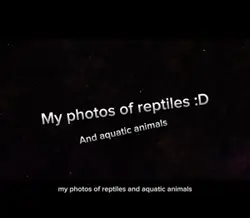 My photos of reptile