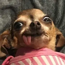 DOGGO TEMPLATE 