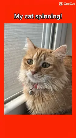Make ur cat spin!
