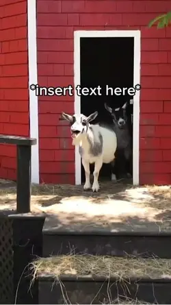 Goat Meme