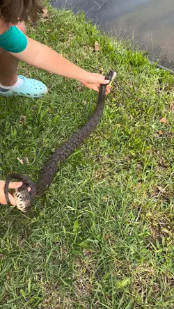 Snake! 🐍 