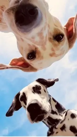 Gancho viral pet