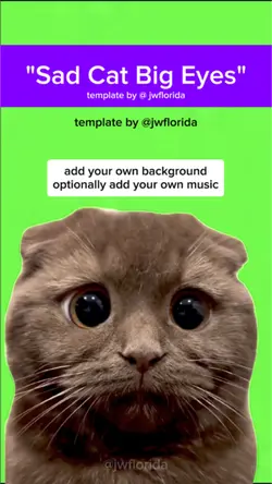 sad cat big eyes