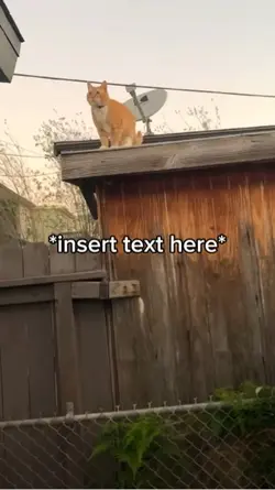 Cat Falling Meme