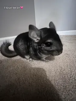 bean💗