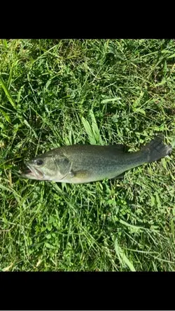 Fishing glich
