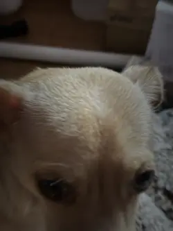 Doggy 