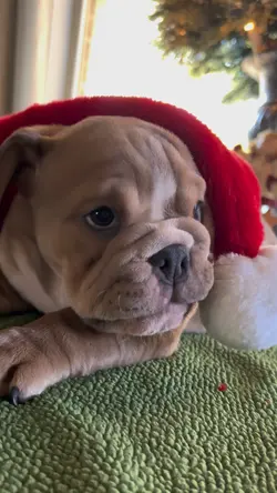 English Bulldog 