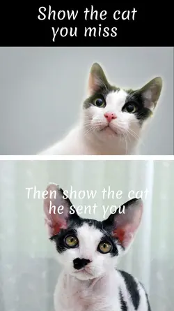 The Cat He Sent Us