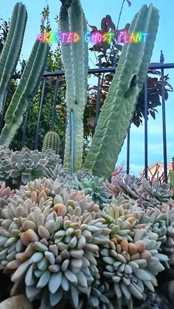 Crested Ghost plant
