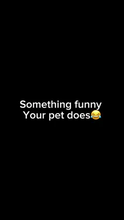Funny dog
