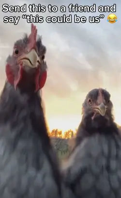 Chicken bop