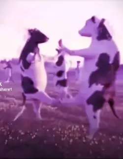 Cow