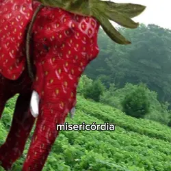 misericordinha meme