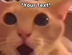 Shocked Cat Meme