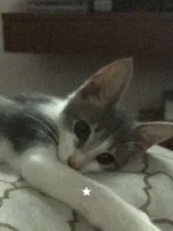 gatinhos 💖