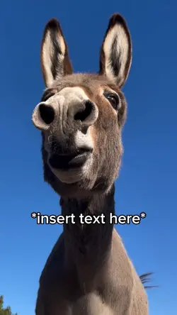 Donkey Meme