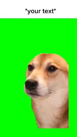 Dancing dog