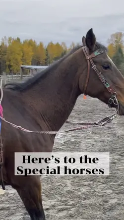 Special horse ❤️