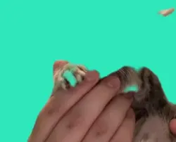 Green screen 