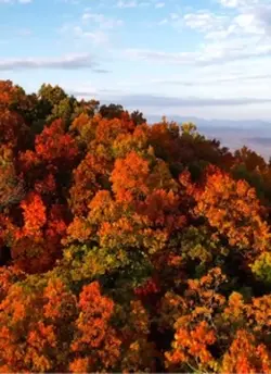 Autumn 🍂 