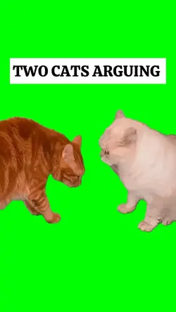 TWO CATS ARGUING 