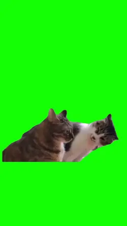 Cat stare down
